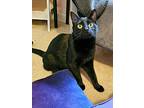 Soup23t, Domestic Shorthair For Adoption In Youngsville, North Carolina