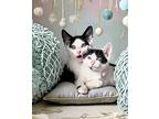 Gerry And Figaro, American Shorthair For Adoption In Fort Lauderdale, Florida