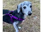 Rudy, Dachshund For Adoption In Weston, Florida