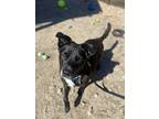 Licorice, Labrador Retriever For Adoption In Huntington, New York