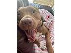 Cranberry-eligible For $50 Adoption Fee!, American Pit Bull Terrier For Adoption