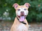 Adopt WALDO a Boxer