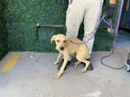 Adopt 56349087 a Labrador Retriever, Mixed Breed