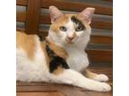 Adopt Kiva a Domestic Short Hair