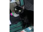 Adopt Twinkle of Blackness 4639 a Domestic Short Hair