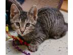 Adopt Dill Weed a Domestic Short Hair