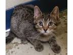 Adopt Parsley Flake a Domestic Short Hair