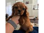 Adopt Mimosa a Cavalier King Charles Spaniel, Poodle