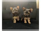 Yorkshire Terrier PUPPY FOR SALE ADN-808259 - 2 males