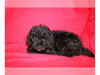 Cavapoo PUPPY FOR SALE ADN-808273 - Cavapoo Puppies