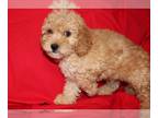 Cavapoo PUPPY FOR SALE ADN-808283 - Cavapoo Puppies