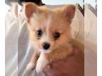 Pomeranian PUPPY FOR SALE ADN-808403 - Female Pomeranian Puppy For Sale