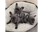 HTRE French Bulldogs avail for sale