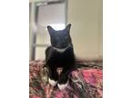 Adopt Bobby Sox a American Shorthair