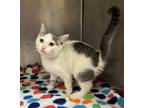 Adopt Oliver 3/5 a Domestic Short Hair