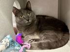 Adopt Atlas a Domestic Short Hair