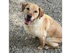 Adopt Hogan a Yellow Labrador Retriever