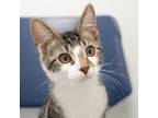 Adopt Archie (Bonded with Annie) a Domestic Short Hair