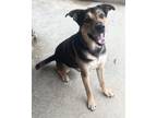 Adopt CHASE a Shepherd, Pit Bull Terrier