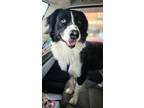 Adopt Enzo a Border Collie