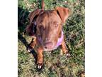 Adopt La Conner a Cattle Dog, Labrador Retriever