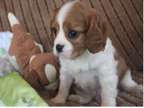 Home Raised Cavalier King Charles Spaniel Puppies