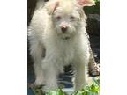 Cali $550 Maltese Puppy Female