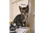 William FI C2024 in MS Domestic Shorthair Kitten Male