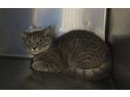 Domestic Shorthair Young Male