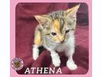 Athena Domestic Shorthair Kitten Female