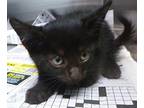 Domestic Shorthair Kitten Female