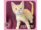 Glitch Domestic Shorthair Kitten Male