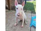 Lucas, Fna: Pine Cone, Bull Terrier For Adoption In Peoria, Illinois