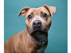 Nala, American Pit Bull Terrier For Adoption In Valley View, Ohio