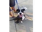Bruno, American Pit Bull Terrier For Adoption In Lexington, Kentucky