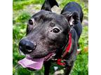 Ringo, Labrador Retriever For Adoption In Crete, Illinois