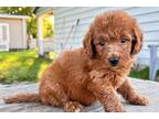 Mutt Puppy for sale in Dayton, OH, USA