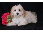 Maltipoo Puppy for sale in Mansfield, OH, USA