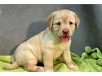 Labrador Retriever Puppy for sale in Kirksville, MO, USA