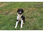 Australian Shepherd Puppy for sale in Springfield, MO, USA