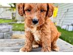 Mutt Puppy for sale in Dayton, OH, USA