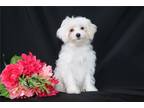 Maltipoo Puppy for sale in Mansfield, OH, USA