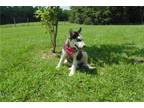 Siberian Husky Puppy for sale in Bloomington, IN, USA