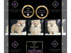 Pomeranian PUPPY FOR SALE ADN-808599 - Fuzzie AKC