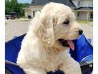 Goldendoodle PUPPY FOR SALE ADN-808669 - 2 Golden Retreiver Doodle Puppies for