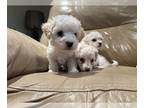 Maltipoo PUPPY FOR SALE ADN-808746 - Male maltipoo puppies with shots
