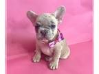French Bulldog PUPPY FOR SALE ADN-808864 - LILAC FAWN MERLE BEAUTY