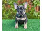 French Bulldog PUPPY FOR SALE ADN-808872 - Blue and Tan male Frenchie