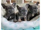 NYU French Bulldog Puppies for Sale