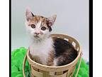 Blanche III Domestic Shorthair Kitten Female